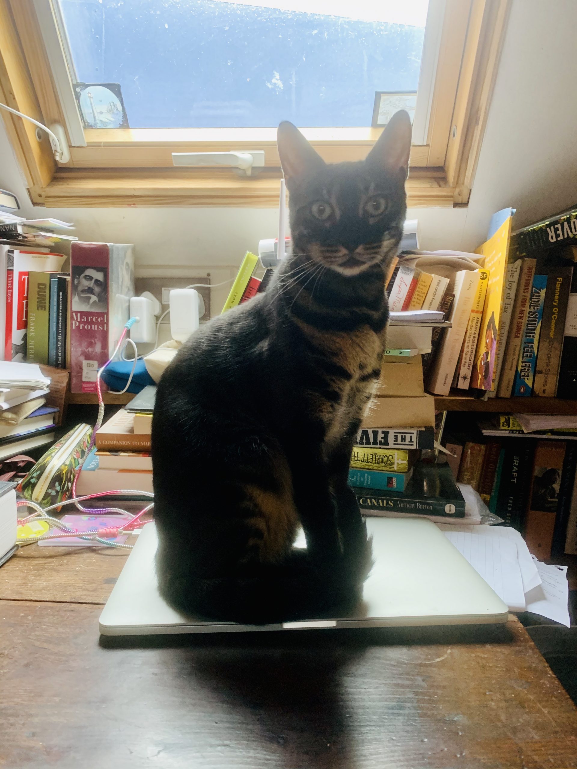 2020-09-06 16.22.41-1 cat sitting on closed laptop, protecting your data